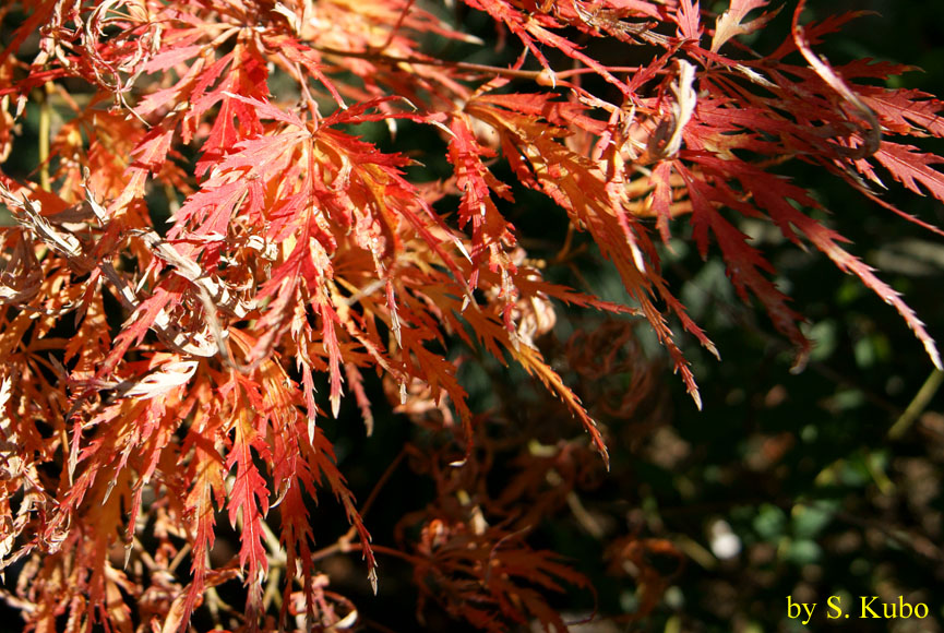 紅葉した紅葉の写真