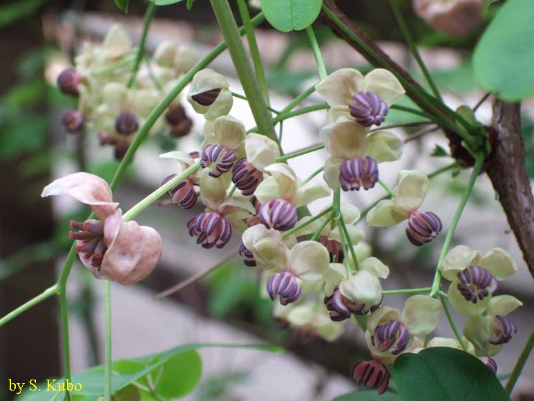 アケビの花の写真