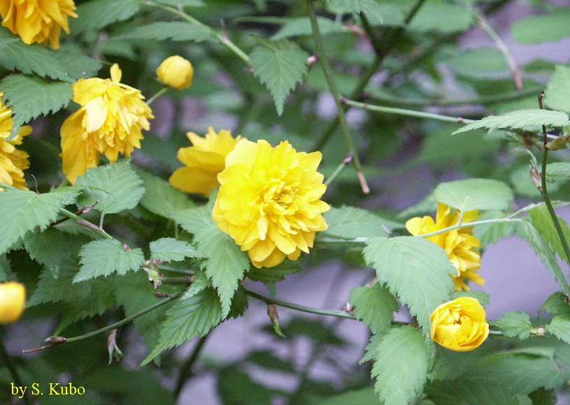 山吹の花の写真