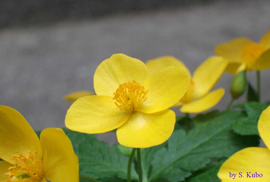 数輪の黄色の花の写真