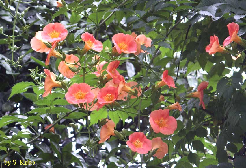 たくさん咲く橙色の花の写真