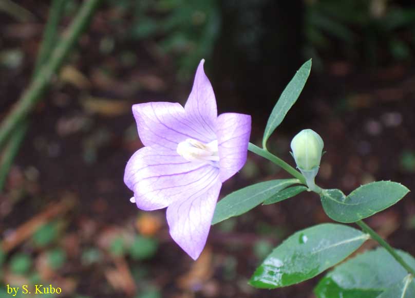 桔梗の花の写真