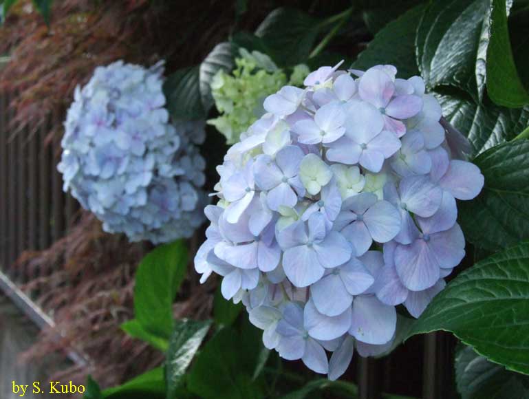 青い紫陽花の写真