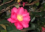 赤い山茶花の写真