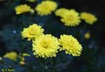 黄色の小菊の写真
