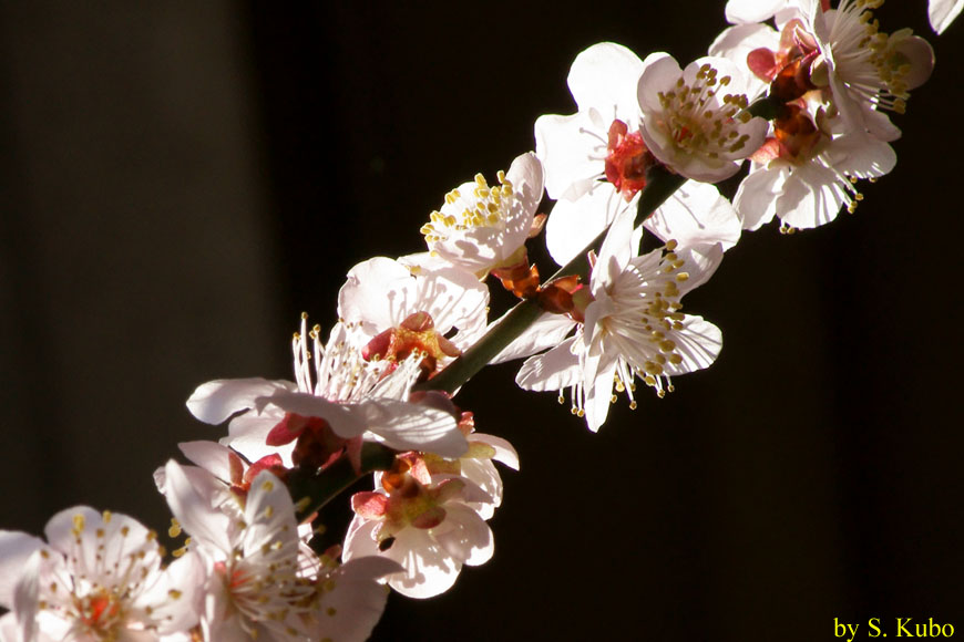 梅の花をたくさん付けた枝のアップ写真