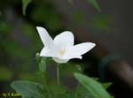 白い桔梗の花の写真