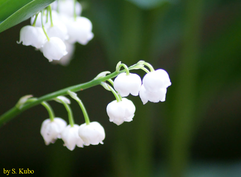 白い鈴蘭の花の写真