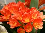 たくさん咲いているオレンジ色の花の写真
