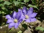 2輪の青い花の写真