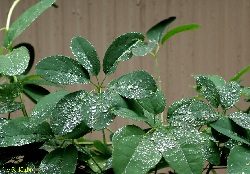 雨に濡れた葉の写真