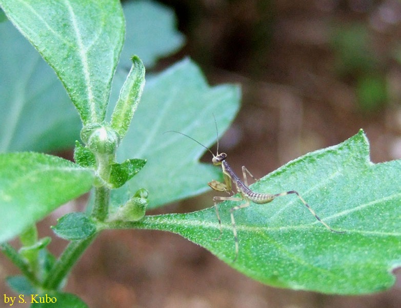 カマキリの子どもの写真