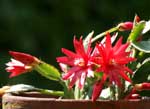 赤いサボテンの花の写真