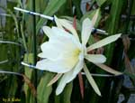 白いサボテンの花の写真