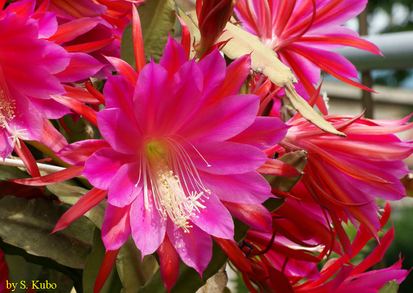 濃いピンクの花の写真