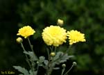 黄色い小菊の写真