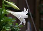 白い百合の花の写真