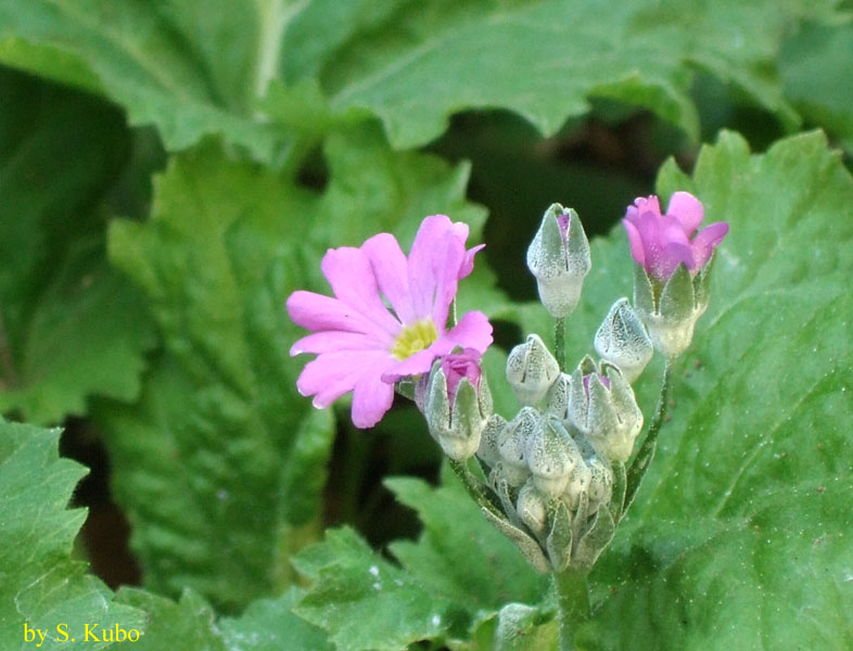 １輪咲いたサクラソウの花の写真