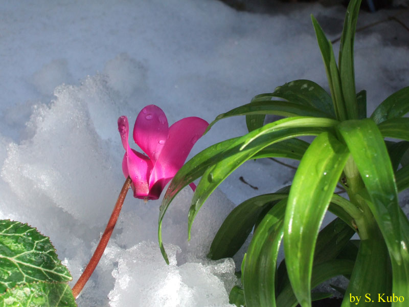 雪を背景にした赤い花の写真