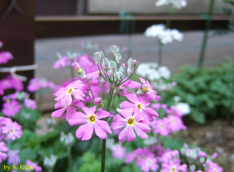 たくさん咲く薄紫の花の写真