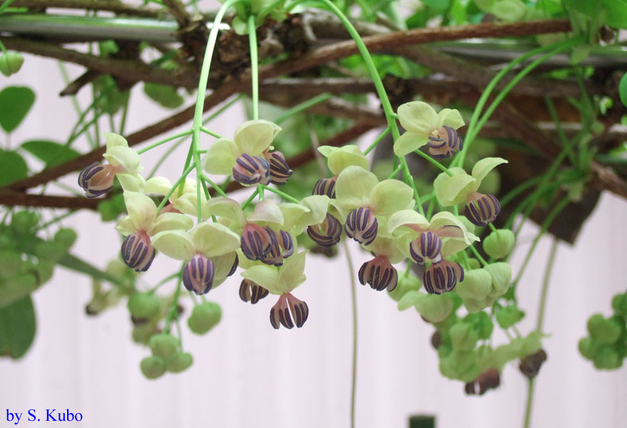 花びらが薄緑の花の写真