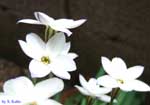 数輪の白い花の写真
