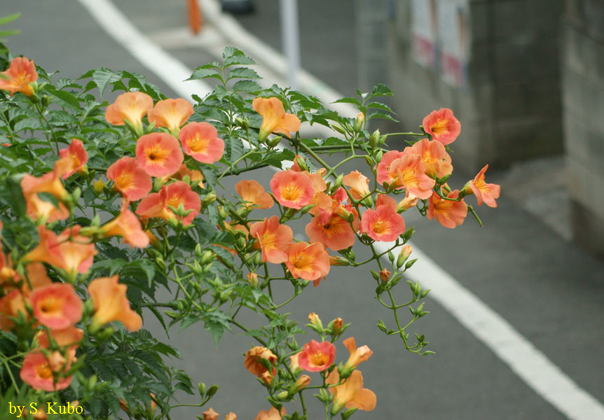 たくさん咲いているオレンジ色の花の写真