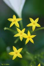 黄色い星形の花の写真