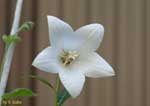 白い花１輪の写真