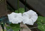 白い花２輪の写真