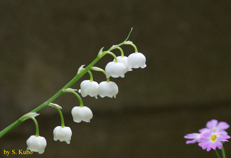 白い花が鈴なりになっている写真