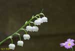 白い花が鈴なりになっている写真