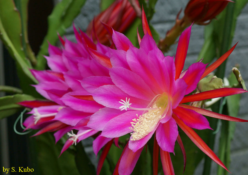 ピンクの花が横に並んだ写真