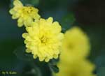 黄色い小菊をアップにした写真