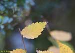 黄色い葉の写真