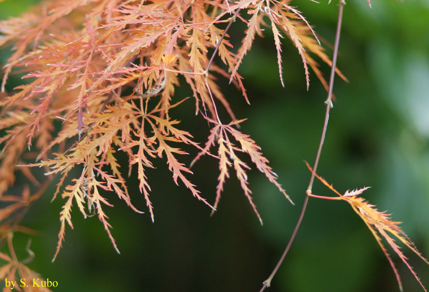 紅葉したもみじの写真