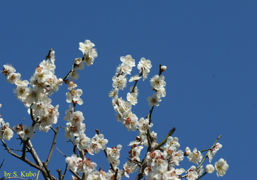 青空を背景に咲くたくさんの白い花の写真