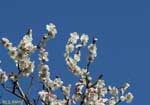 青空を背景に咲くたくさんの白い花の写真