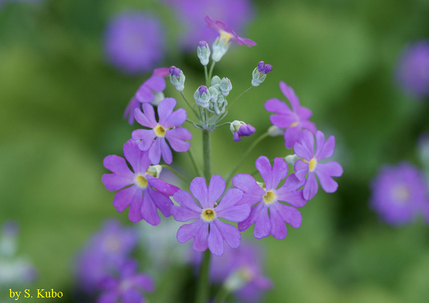 花の写真