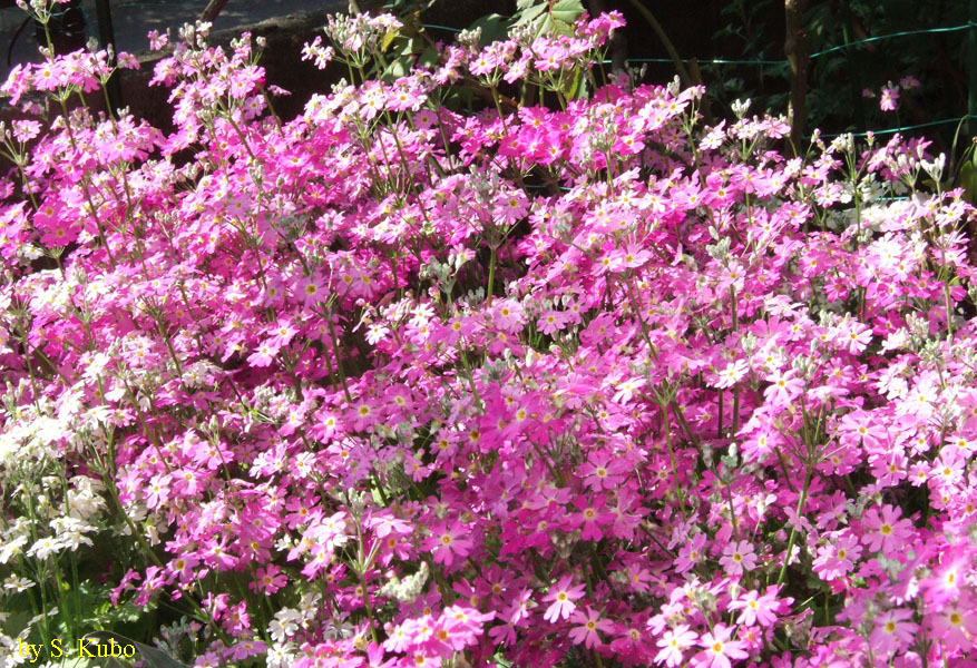 たくさん咲くピンクの花の写真