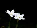 黒い背景に浮かぶ白い花の写真