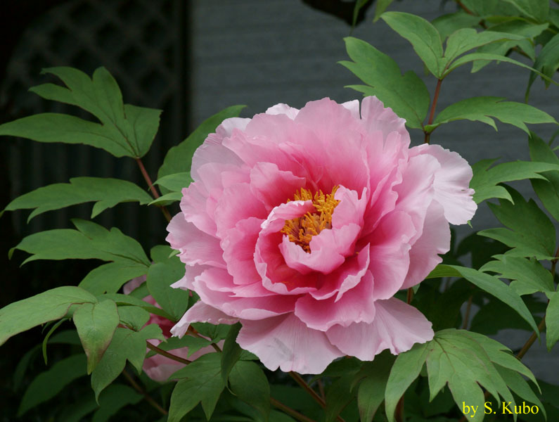 ピンクの花の写真