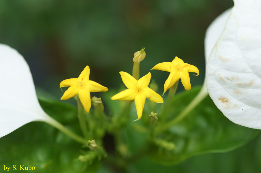 黄色い星形の花の写真