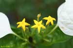 黄色い星形の花の写真