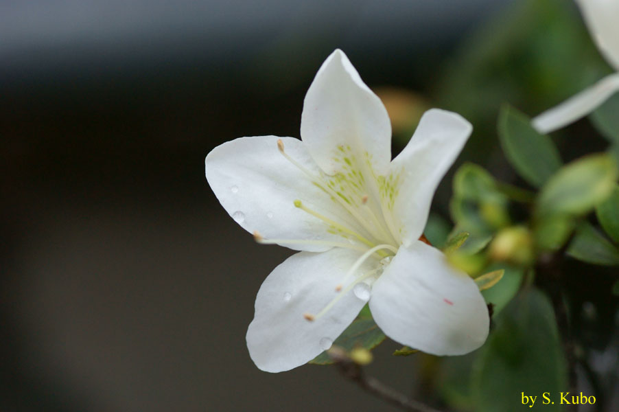 白い花の写真