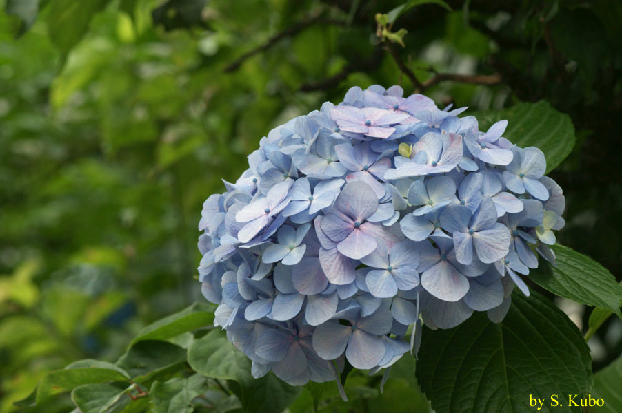 薄いブールの花の写真