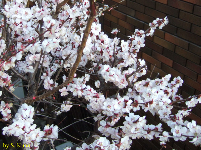 満開の白い花の写真