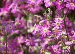 たくさんの薄紫の花の写真