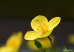 黄色い花のアップの写真