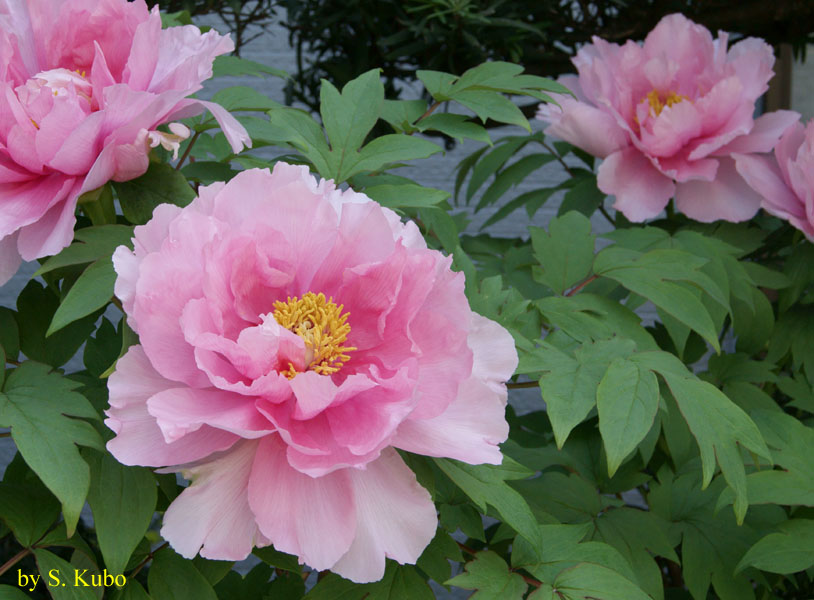 ピンクの花の写真